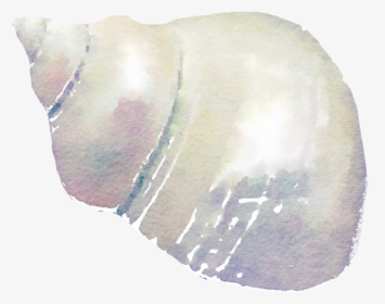 Seashell Png High-quality Image - Watercolor Seashells Png, Transparent Png, Transparent PNG