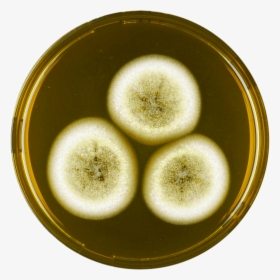 Aspergillus Olivicola Meaox - Fruit, HD Png Download, Transparent PNG