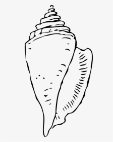 Seashell Black And White Clipart - Shell Clipart Black And White, HD Png Download, Transparent PNG