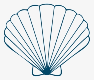 Transparent Sea Shells Png - Draw A Seashell, Png Download, Transparent PNG