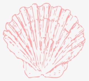 High Resolution Seashell Png Icon - Coral Shell Clipart, Transparent Png, Transparent PNG