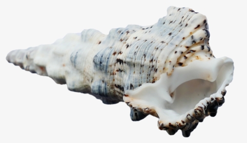 Seashell, HD Png Download, Transparent PNG