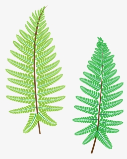 Fern, Plant, The Leaves, Forest, Nice, Fresh - Ostrich Fern, HD Png Download, Transparent PNG