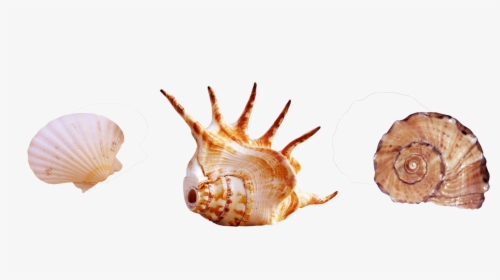 Seashell Photography Clip Art Element Shellfish Transprent - Real Sea Creature Png, Transparent Png, Transparent PNG