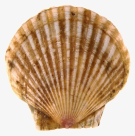 Seashell Png - Scallops Png, Transparent Png, Transparent PNG