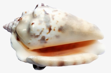 37121 - Seashells On A Transparent Ground, HD Png Download, Transparent PNG