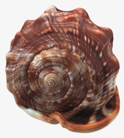 37089 - Seashell, HD Png Download, Transparent PNG