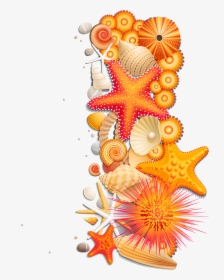 Sea Stars Shells Png, Transparent Png, Transparent PNG