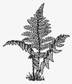Ferns Vascular Plants Leaves Png Image - Fern Plant Clipart Black And White, Transparent Png, Transparent PNG