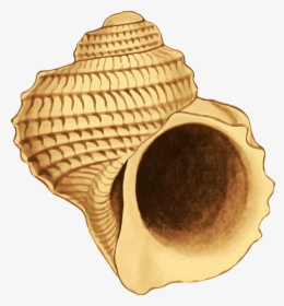 Seaside Shell, HD Png Download, Transparent PNG