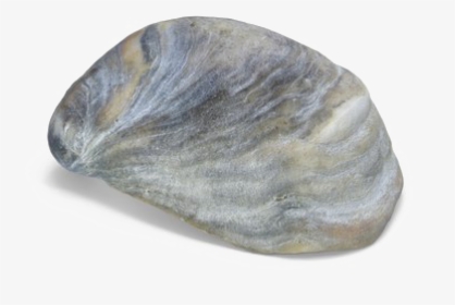 Seashell Download Transparent Png Image - Sea Shell Png, Png Download, Transparent PNG