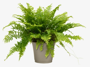 Air Purifier Boston Fern For Home-office - Nephrolepis Exaltata Bostoniensis Pot, HD Png Download, Transparent PNG