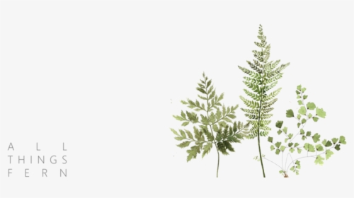 Fern Clipart Tropical Fern - Horsetail, HD Png Download, Transparent PNG