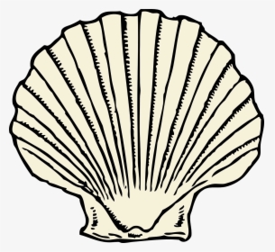 Graphic Black And White Stock Scallop Shell Outline - Scallop Clipart, HD Png Download, Transparent PNG