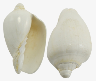 Voluta Nobilis White Seashell 3-4 - White Sea Shell Png, Transparent Png, Transparent PNG
