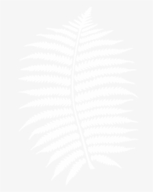 Transparent Fern Png - Fern Leaves Png White, Png Download, Transparent PNG
