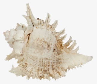 Multiramosus Murex Shell 9-10 - Conch, HD Png Download, Transparent PNG