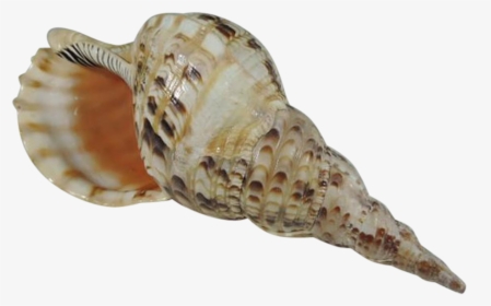 Transparent Conch Shell Png, Png Download, Transparent PNG
