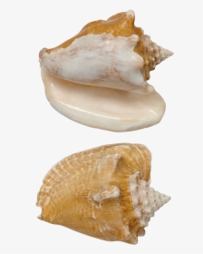 Milk Conch Shell Seashell 5-6 - Seashell, HD Png Download, Transparent PNG