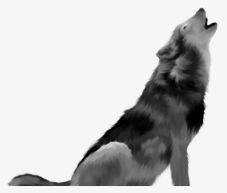Vertebrate,dog And White,border Collie,working Dog,herding - Howling Wolf Transparent Background, HD Png Download, Transparent PNG