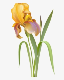 Flower Clipart Png Transparent - Iris Flower Clip Art, Png Download, Transparent PNG