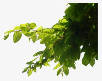 Tree Leaf Png - Tree Png For Editing, Transparent Png, Transparent PNG