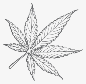 Big Marijuana Leaf Drawing, HD Png Download , Transparent Png Image -  PNGitem