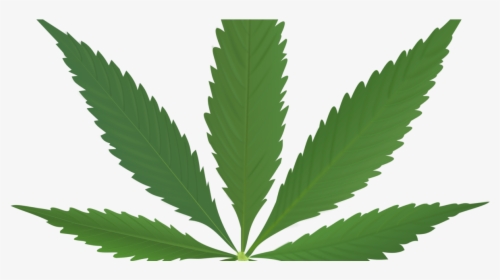 Transparent Marijuana Leaf Icon Png - Excess Nutrients In Weed, Png Download, Transparent PNG