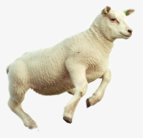 #freetoedit #lamb #sheep #jump, HD Png Download, Transparent PNG