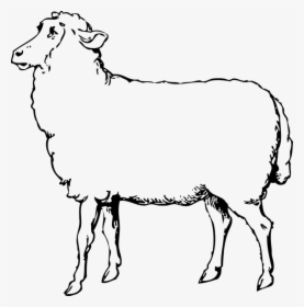 Sheep Svg Clip Arts - Sheep Images Black And White, HD Png Download, Transparent PNG