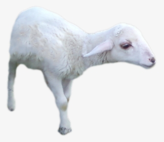 Go To Image - Sheep, HD Png Download, Transparent PNG