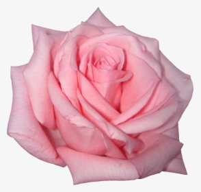 Pink Rose Png Image - Pink Rose Transparent Background, Png Download, Transparent PNG