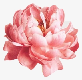 Tags - - Pink Flower For Edits, HD Png Download, Transparent PNG