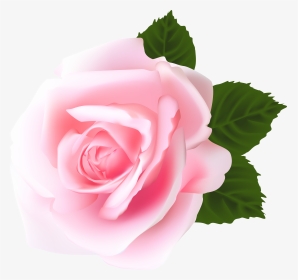Rose Png - Pink Rose Png Hd, Transparent Png, Transparent PNG