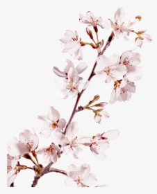 Sakura Pink Flowers Png Background - Cherry Blossom, Transparent Png, Transparent PNG