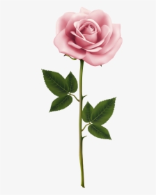 Real Flower Png - Real Pink Rose Png, Transparent Png, Transparent PNG