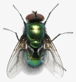 Fly Png Free Background - Fly Transparent Png, Png Download, Transparent PNG