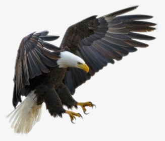 Eagle Fly Png - Bald Eagle Transparent, Png Download, Transparent PNG