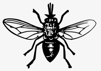 Tsetse Fly 2 Clip Arts - Black Fly Clipart, HD Png Download, Transparent PNG