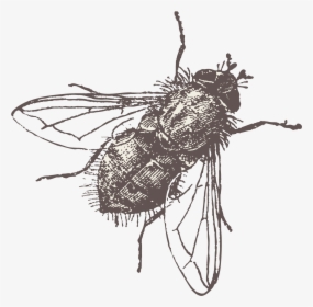 Fly Vector Png Download - Fly Png Vector, Transparent Png, Transparent PNG
