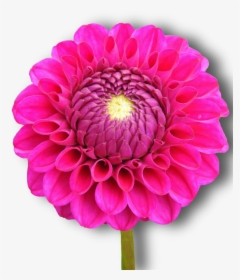 Dahlia, Pink, Flower, Png, Isolated - Dahlia, Transparent Png, Transparent PNG