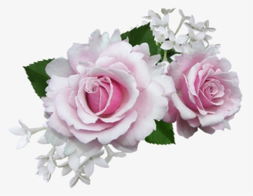 Rose, Pink, With, White, Flower - Pink And White Flowers Png, Transparent Png, Transparent PNG