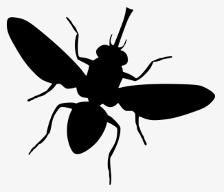 Fly - Ant, HD Png Download, Transparent PNG