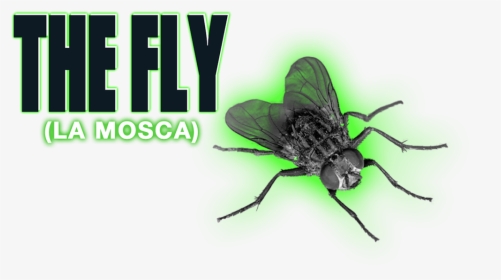 The Fly Image - Fly With No Background, HD Png Download, Transparent PNG