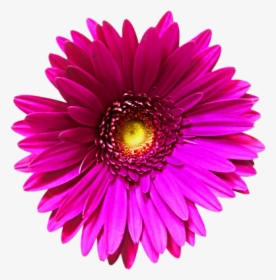 Pink Flower Clipart Transparent Background - Gerbera Png, Png Download, Transparent PNG