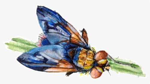 House Fly , Png Download - Common Blue, Transparent Png, Transparent PNG