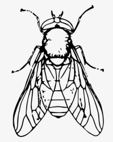Black Horse Fly Png File - Clip Art Black And White Fly, Transparent Png, Transparent PNG