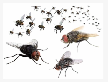 Swarm Of Flies, HD Png Download, Transparent PNG