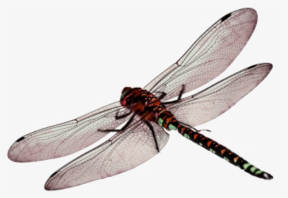 Dragon Fly Png - Dragonfly Png, Transparent Png, Transparent PNG