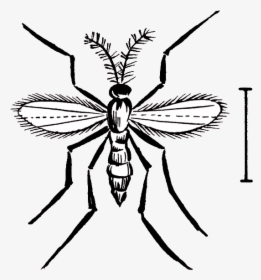 Hessian Fly - Bee, HD Png Download, Transparent PNG